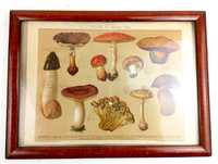 Stary obrazek botanika grzyby przedwojenny