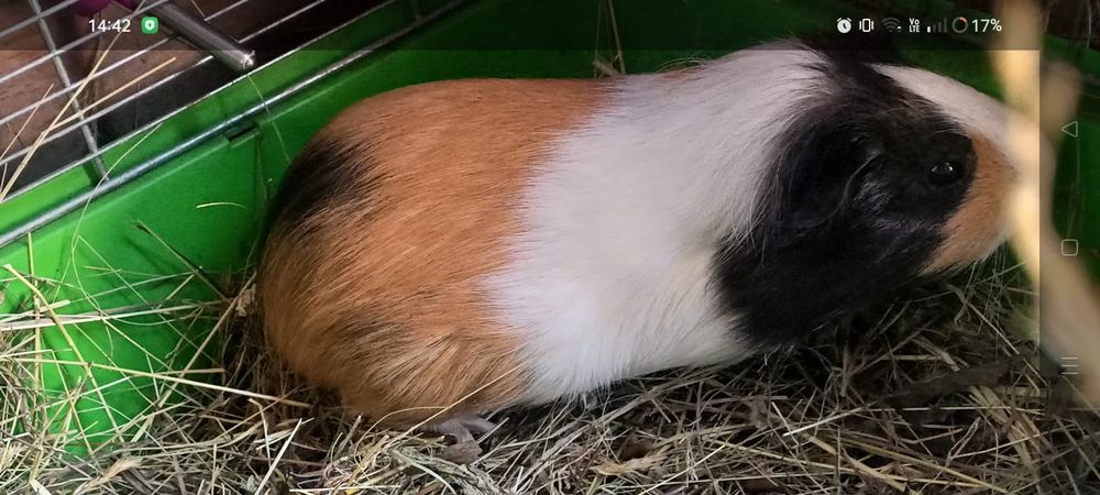 Oddam za darmo świnke morską