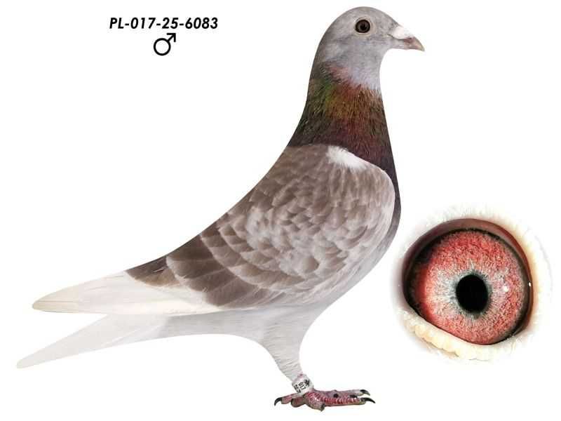 Wnuk 820 K. Paszek gołębie pocztowe