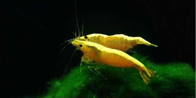 Krewetka yellow neon Neocaridina Davidi