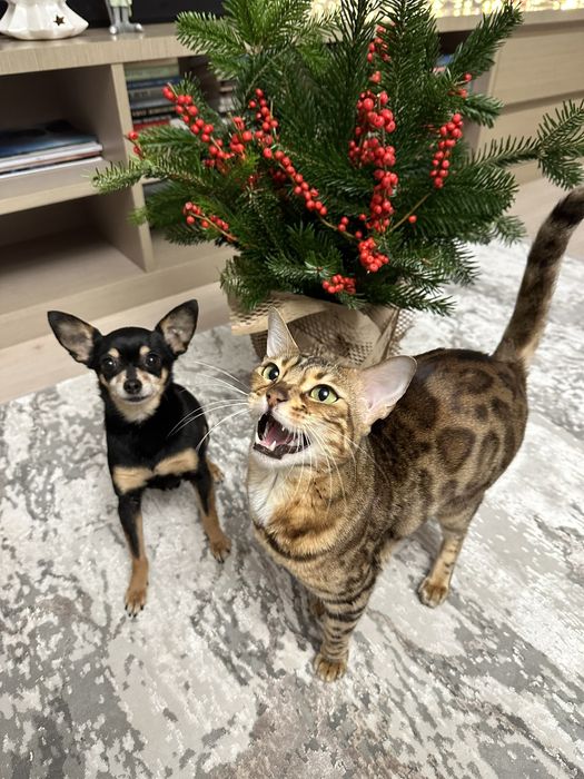 Девочки разных размеров,отЧемпионов. 3мес 10дн. Док.КСУ,чип,привита