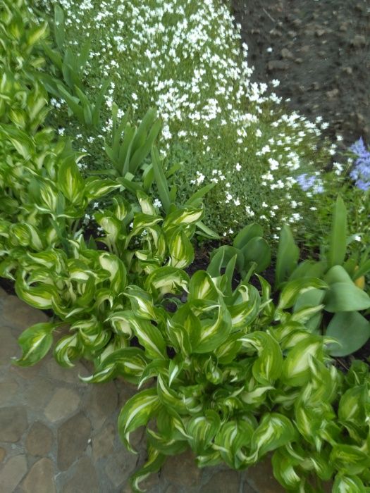 продам хости багаторічні