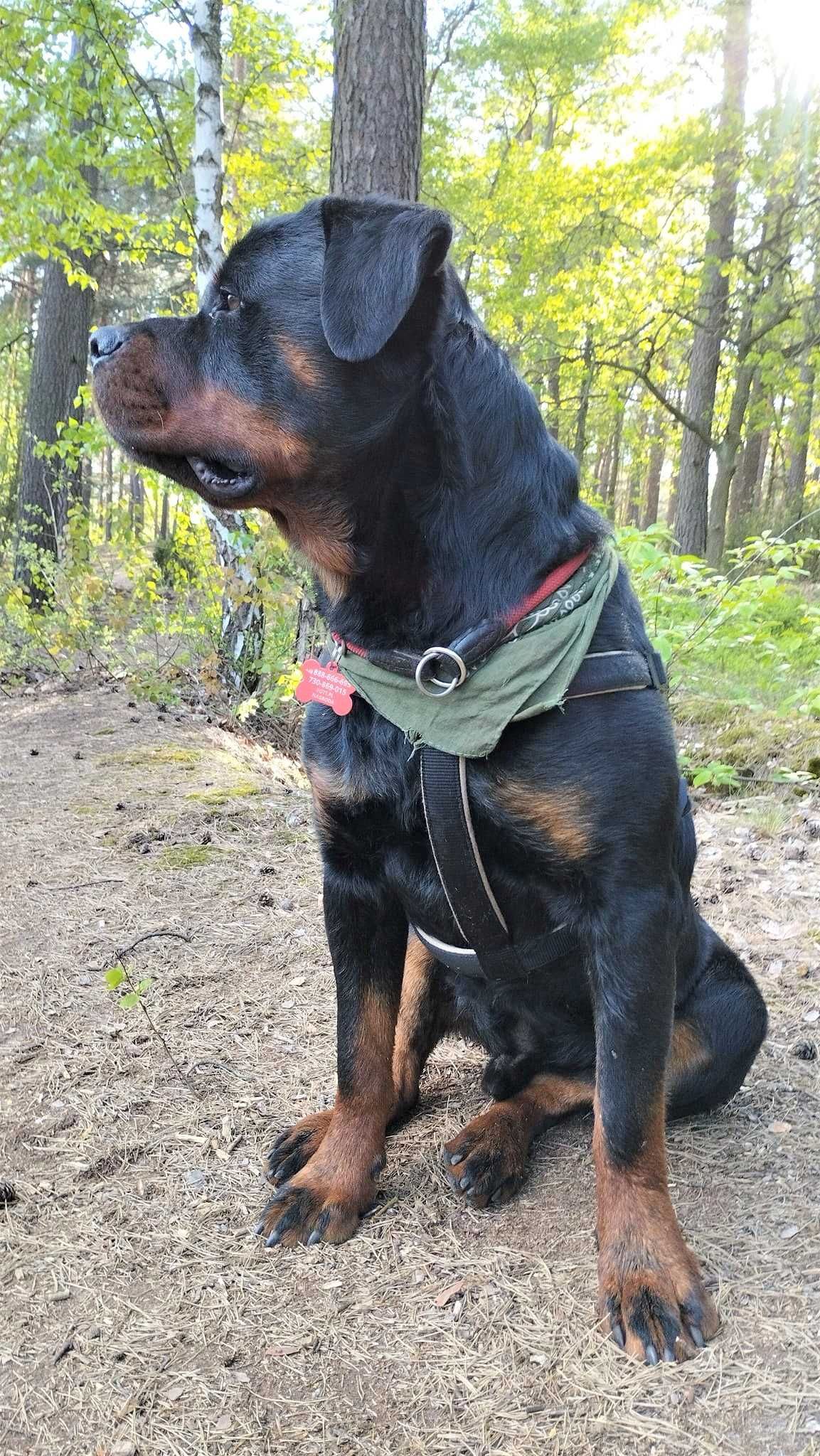 Bąbel-młodziak w typie rottweiler. Dla odpowiedzialnego opiekuna