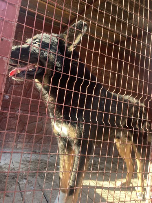 Віддам собаку 7 років