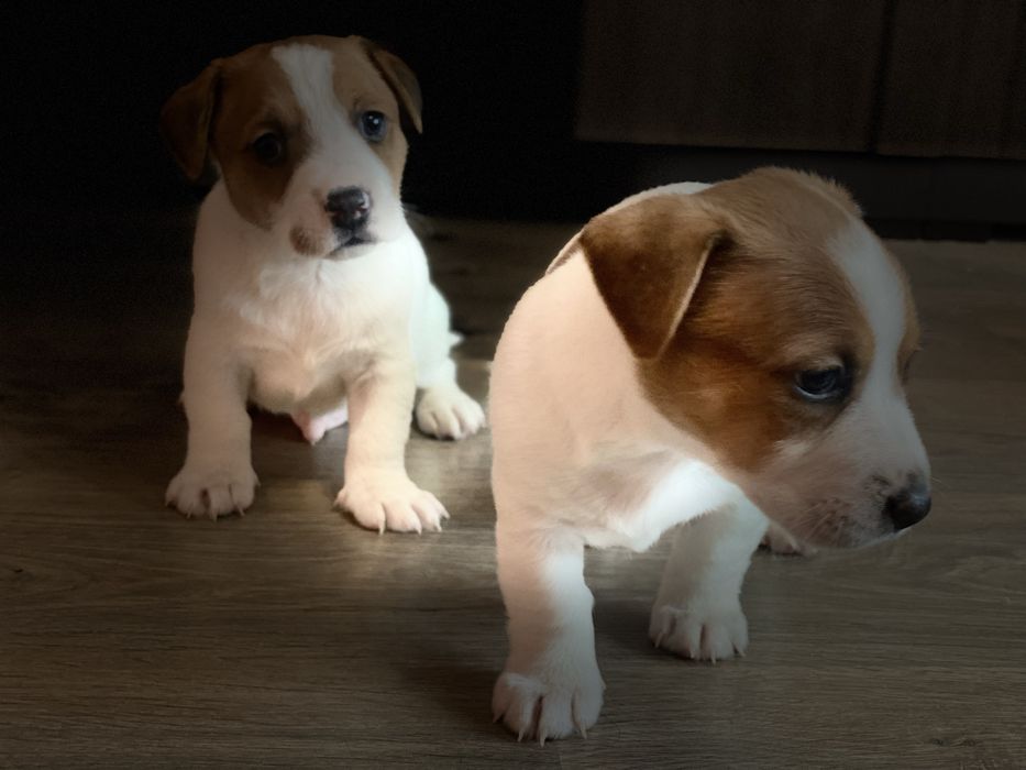 Найкращі джеки