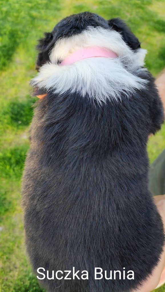 Border Collie szczenięta