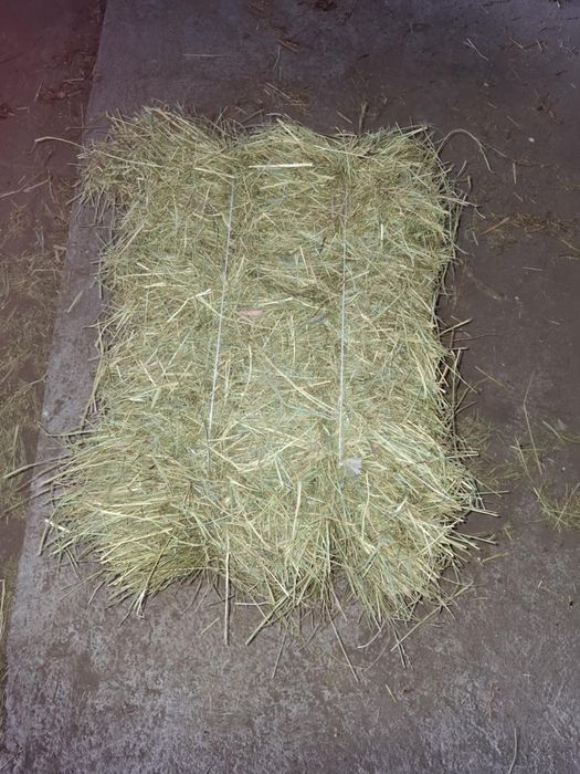 Sprzedam siano w kostkach,oraz luźne