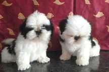 Shih Tzu puchaty piesio