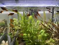 Peixe Platy Aquario Agua Doce
