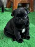 Pug Carlin Pedigree e Afixo