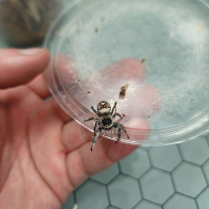 Skakuny Phidippus regius everglades Para