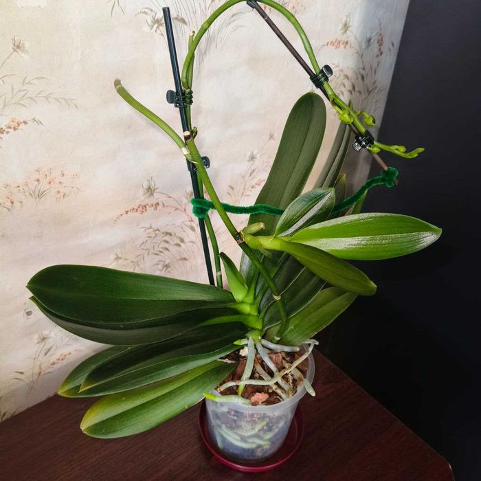 Домашня орхідея МАРАКЕШ пелор з діткою орхидея