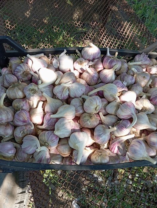 Часник Любаша для посадки та вживання