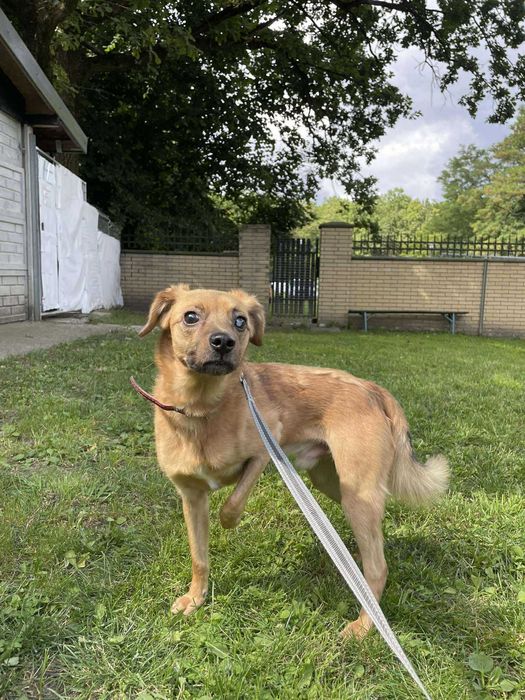 Jack-Piesek szuka domu