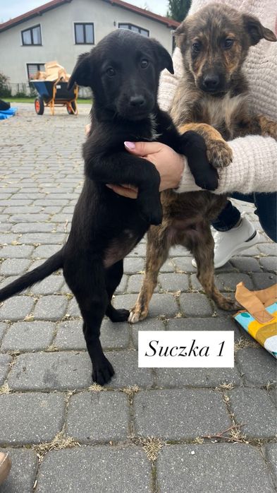 Oddam szczeniaka suczka