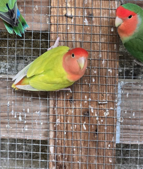 Agapornis Roseicollis