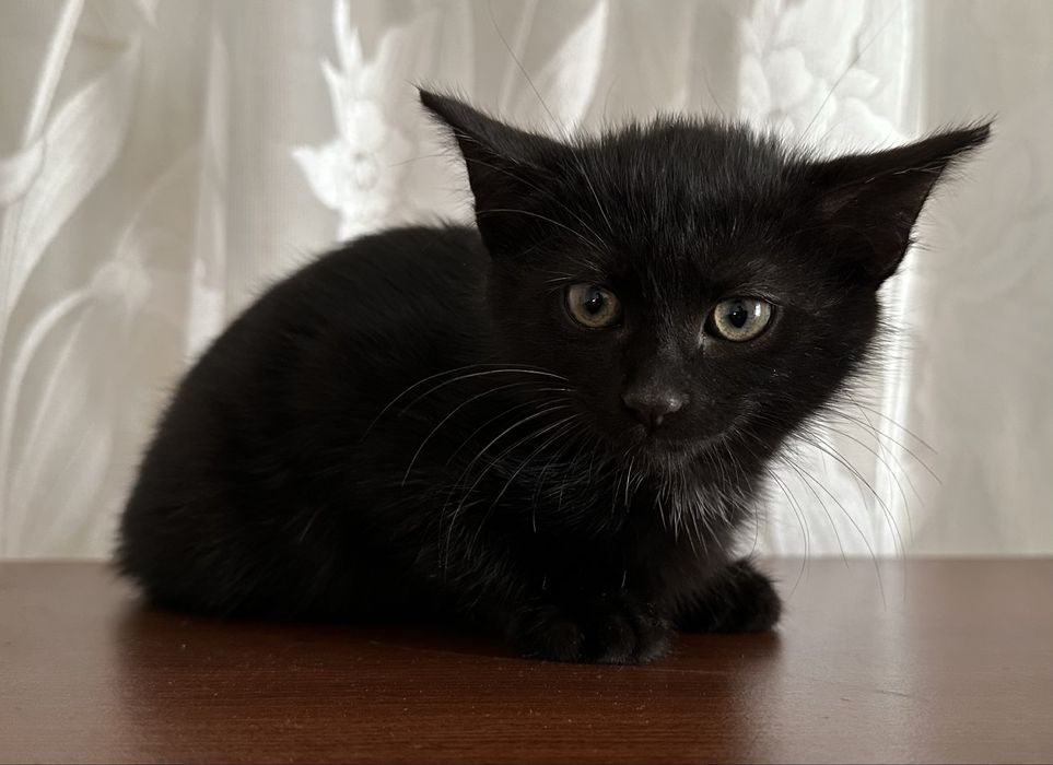 Віддам кошенят в добрі руки.