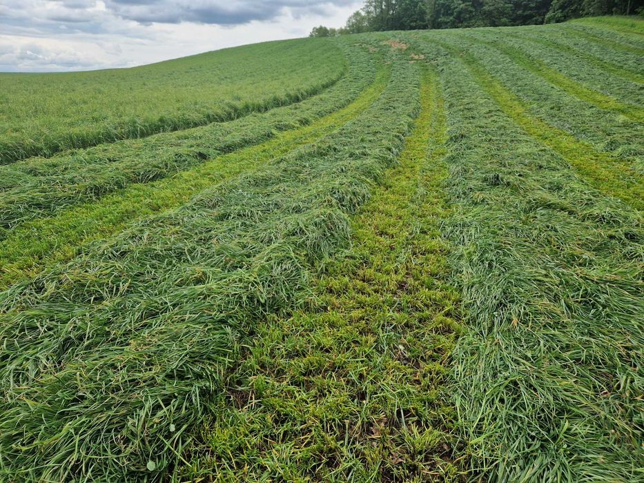 Bele sianokiszonka z traw gruntowych koniczyna lucerna