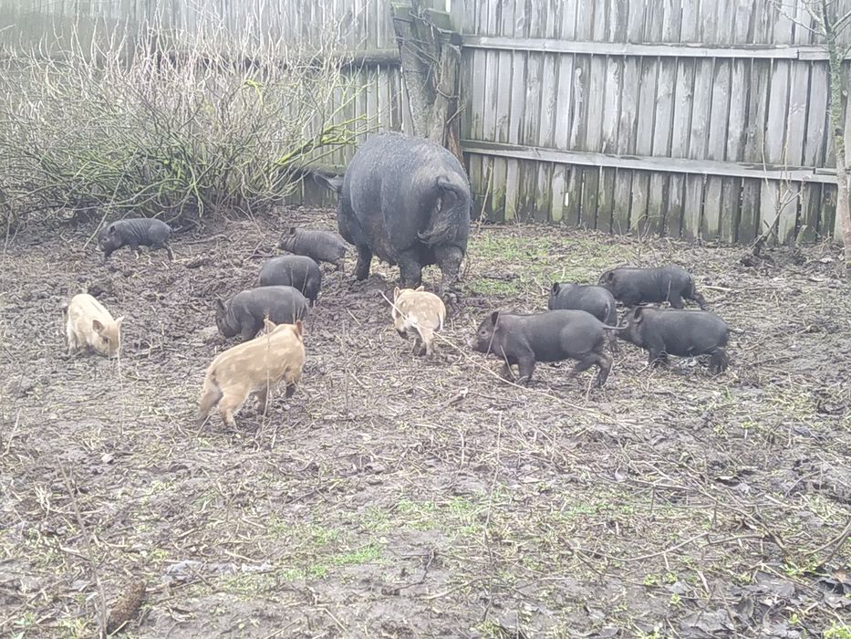 Поросята  породи королівський кармал