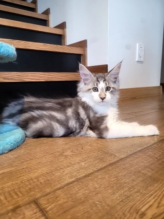 Kotek EROS Bagheera Pl Maine Coon