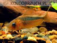 Kirysek rdzawy - Kirys czerwony - Corydoras rabauti - dowóz, wysyłka