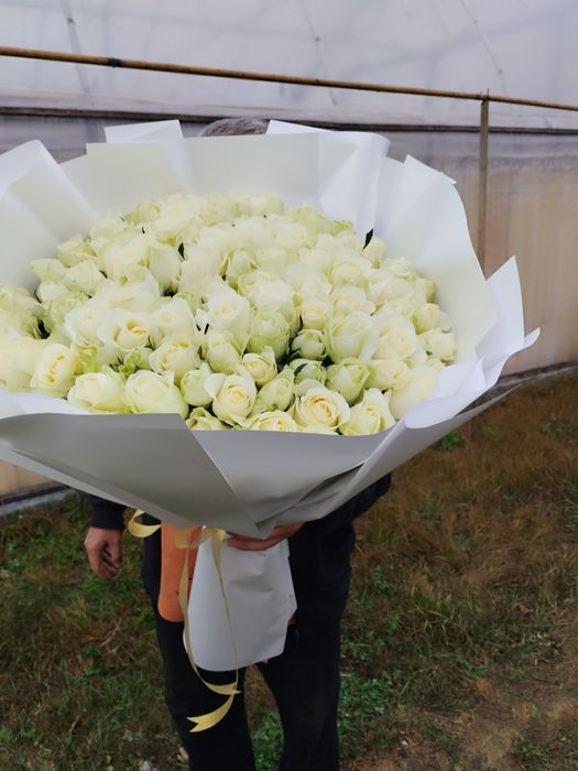 Розы 51,101, от производителя