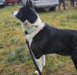 Pies do adopcji Suczka