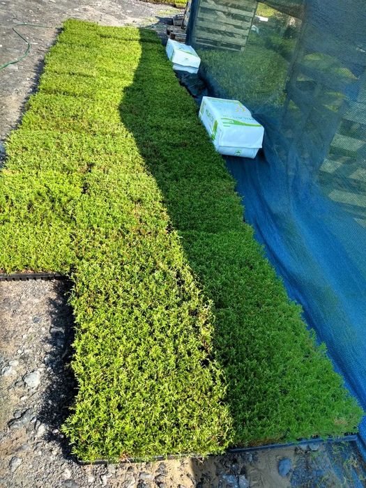 Thuja Szmaragd | Brabant | Żywotnik | m104 | multiplat |certyfikat CAC