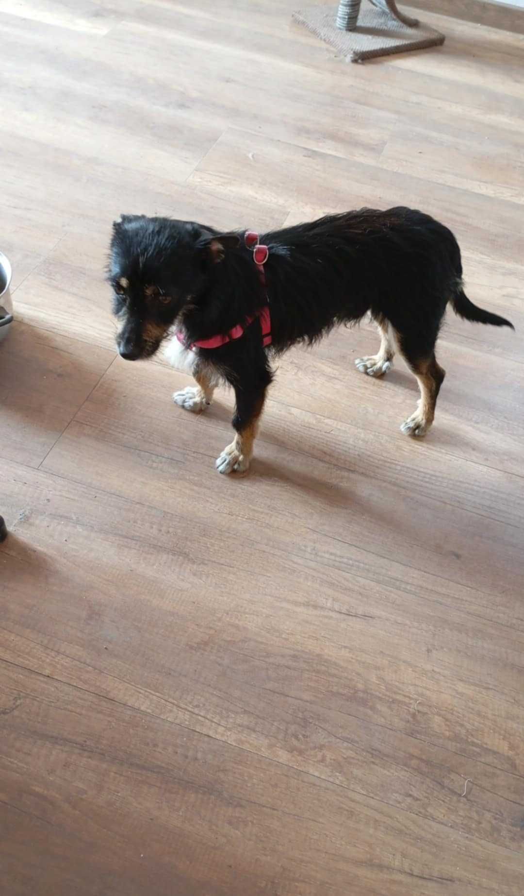 Piękny piesek do adopcji