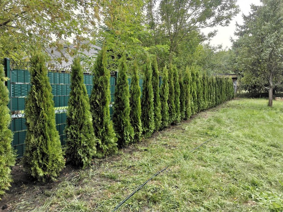 Tuje szmaragd 100-200+ cm, thuje brabant, transport sadzenie, p9