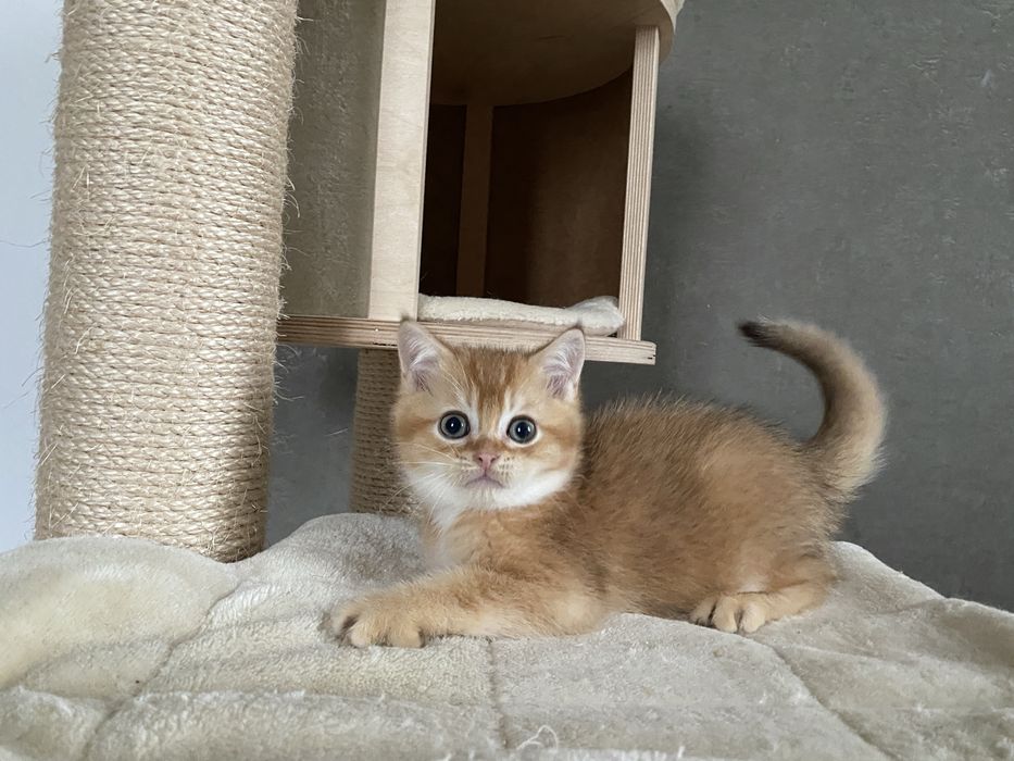 Золотий шиншиловий  Izum