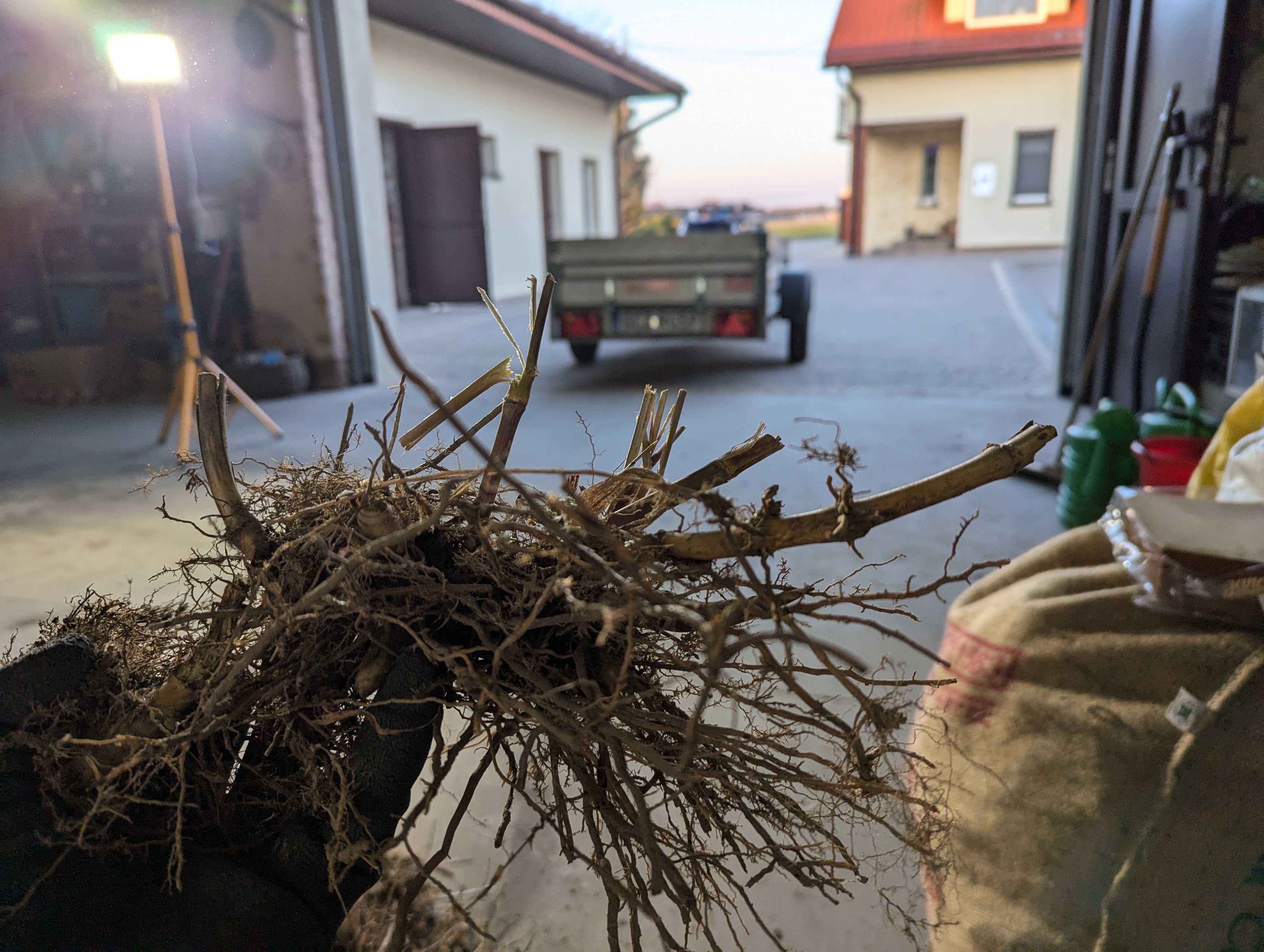 Kłącza Karpy Miskant Olbrzymi