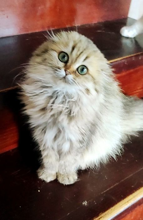 Девочка золотая шиншиллка фолд