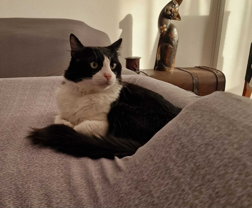 Dá-se gato: Tobias
