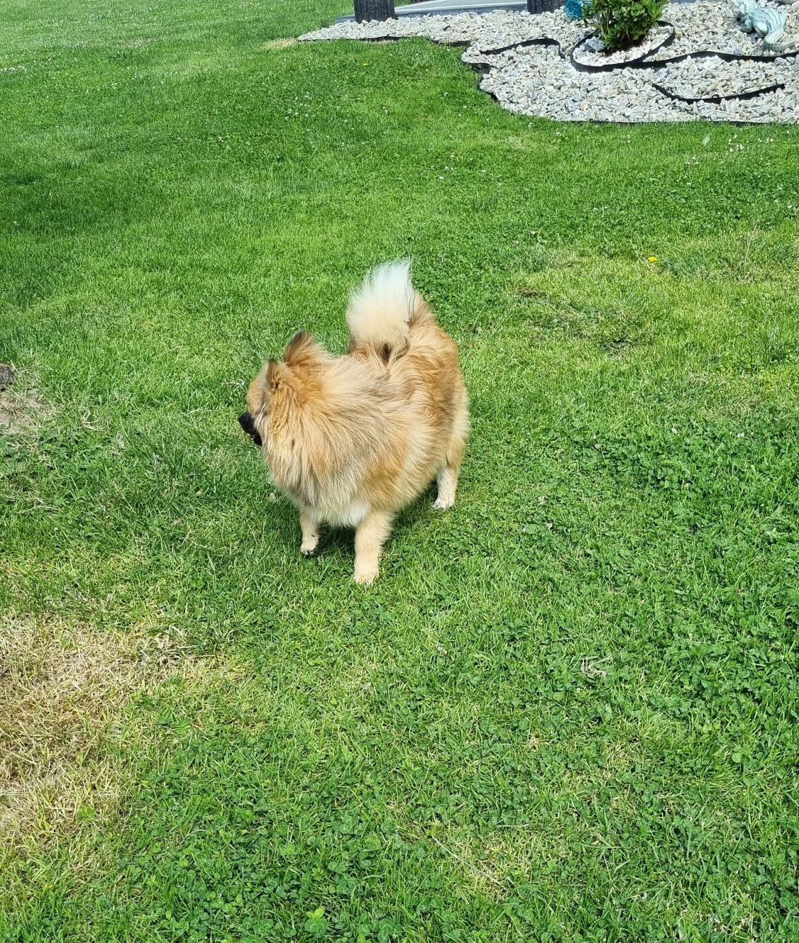 Piękna sunia  rasy szpic miniaturowy pomeranian.