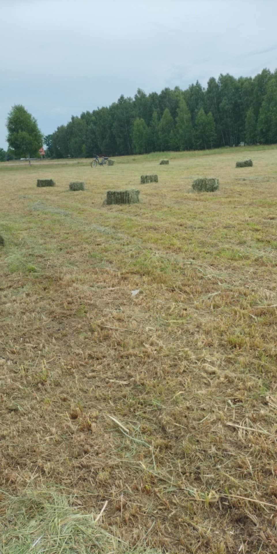 Siano kostka tegoroczne