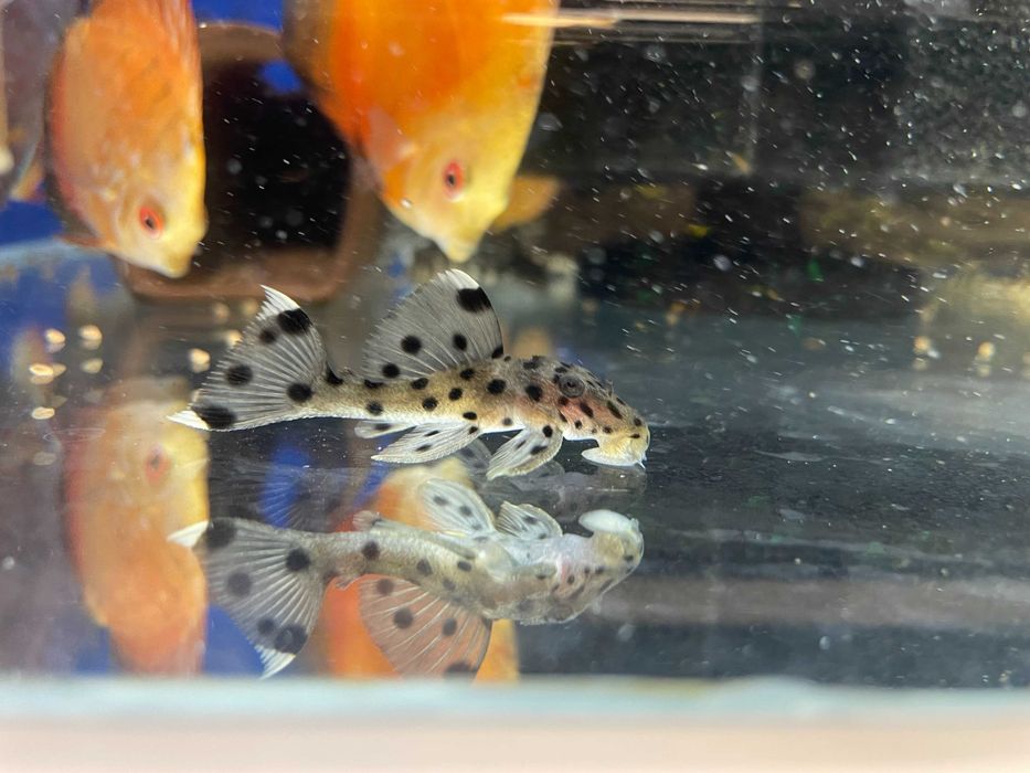 L264 sultan pleco WF/F0