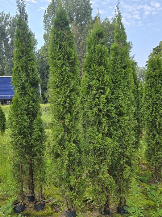 Tuja smaragd 200-250 cm tuje szmaragd thuje poznan thuja zywoplot