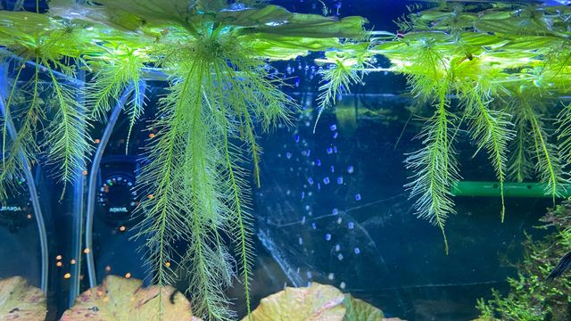 Pistia rozetkowa 10 sztuk roślina akwarystyczna pływająca do akwarium