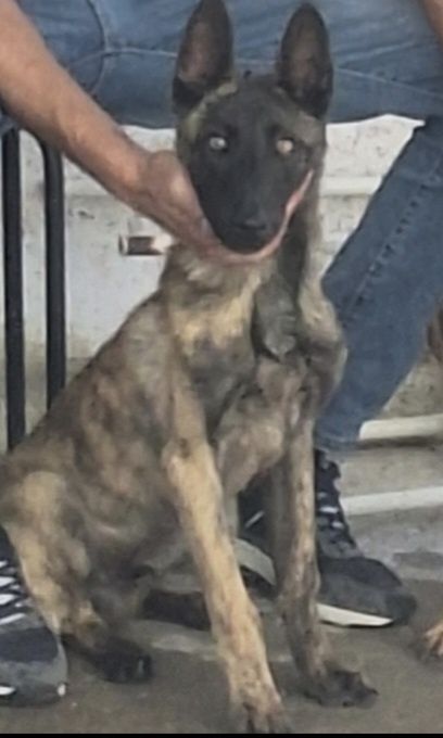 Cao racado de pastor belga