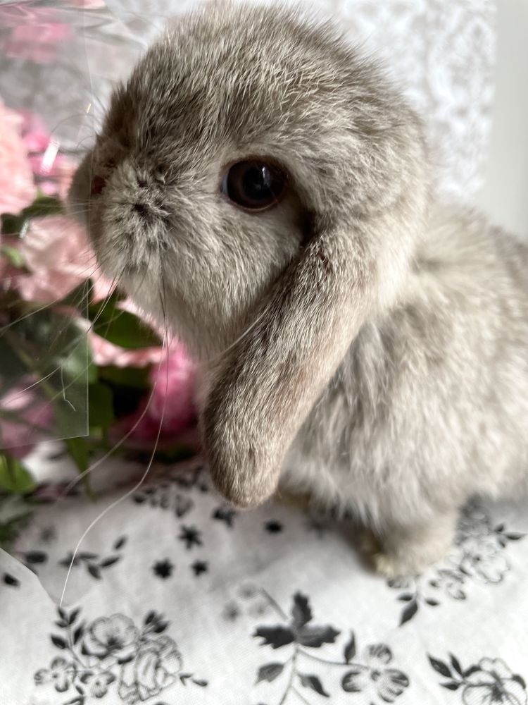 Mini lop baranek królik hodowla zarejestrowana