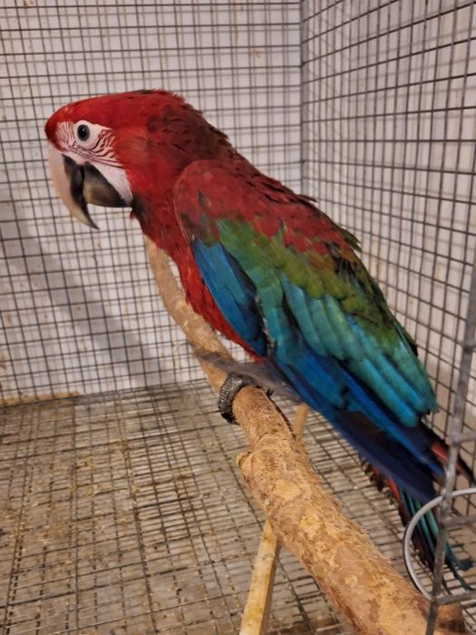Papagaios / catatuas / araras / Amazonas / Ecletus