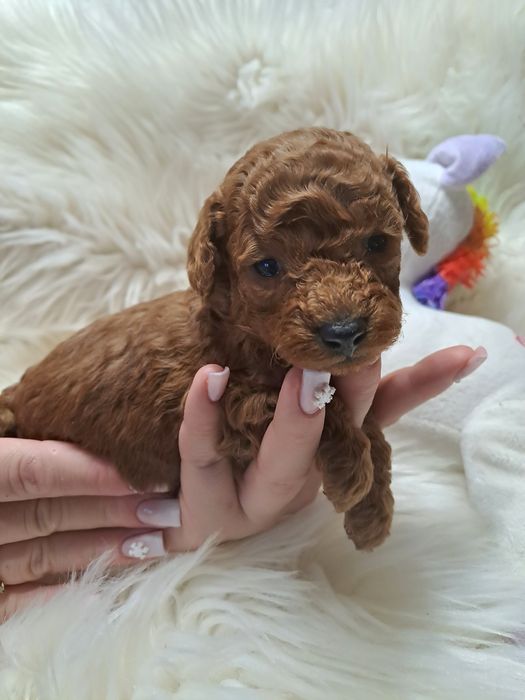 **MAYKI** pudel toy piesek red do rezerwacji