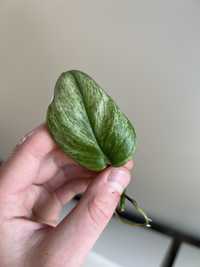 Scindapsus Moonlight Mint Variegata