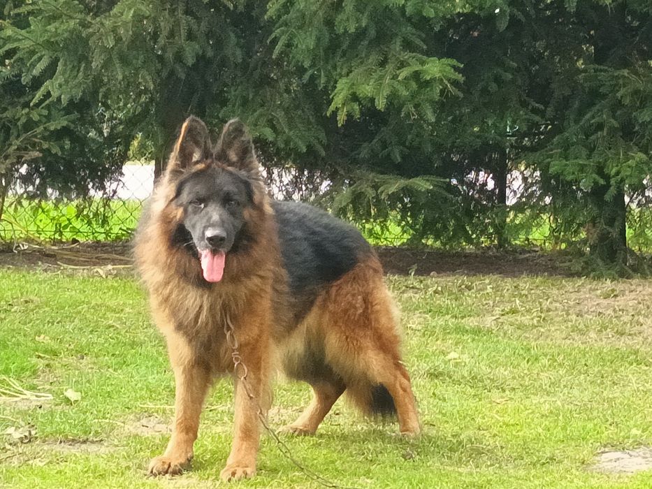 Oddam za darmo owczarka niemieckiego