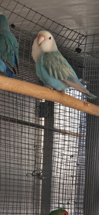 Roseicollis longfeather