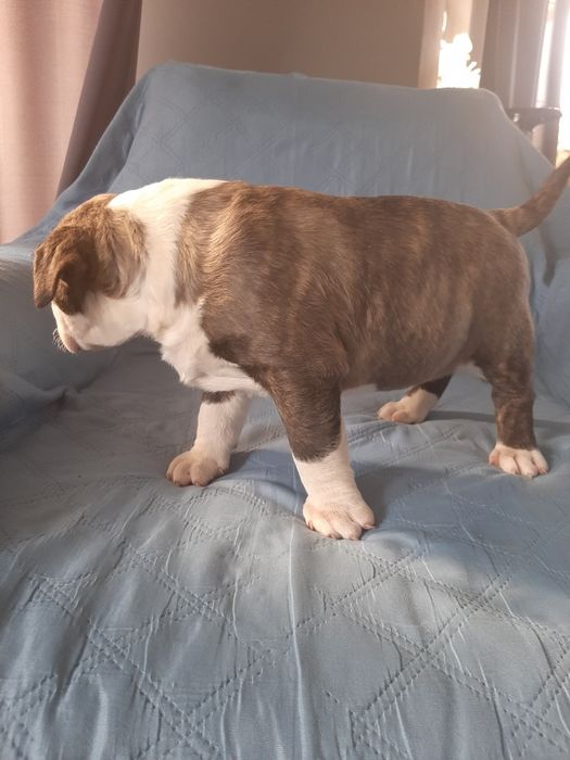 Bulterier standardowy