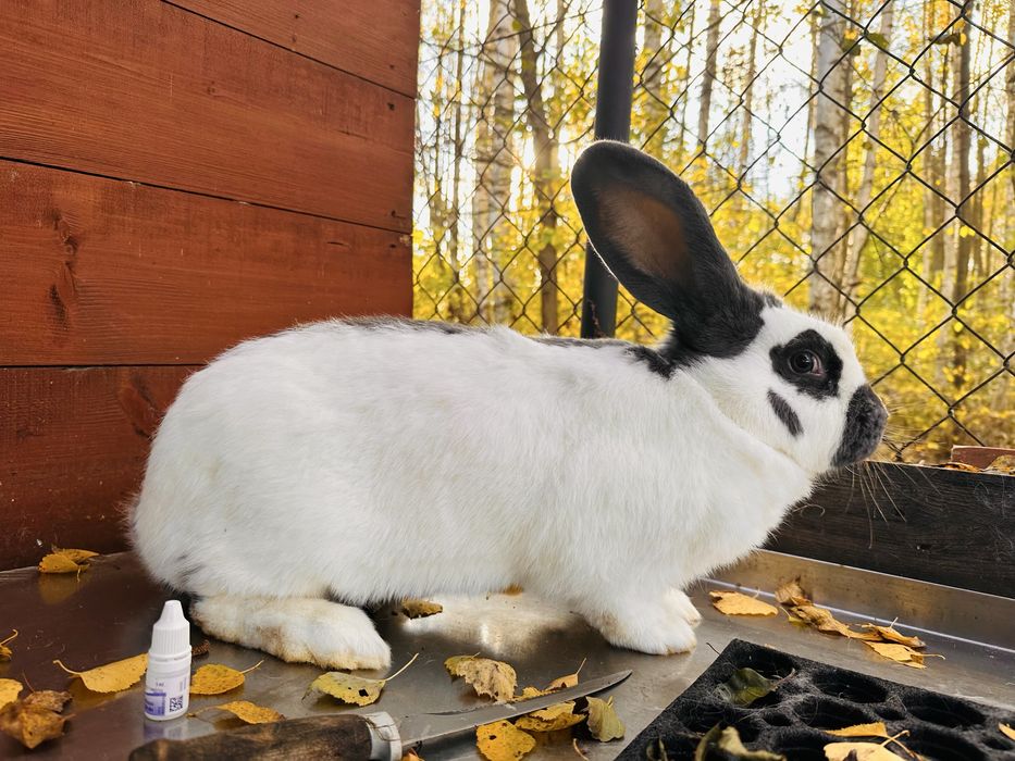 Króliki Olbrzym Srokacz Niebieski samice gotowe do zakocenia