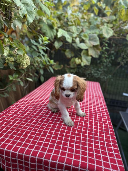 Cavalier King Charles Spaniel blenhiem samiec pies chłopiec biały brąz