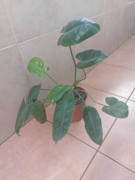 Рослина філадендрон "Бурлемакс "